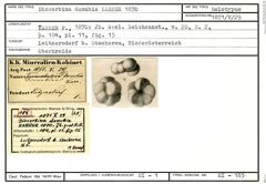 Karteikarte zum Holotyp von Discorbina danubia Karrer, 1870